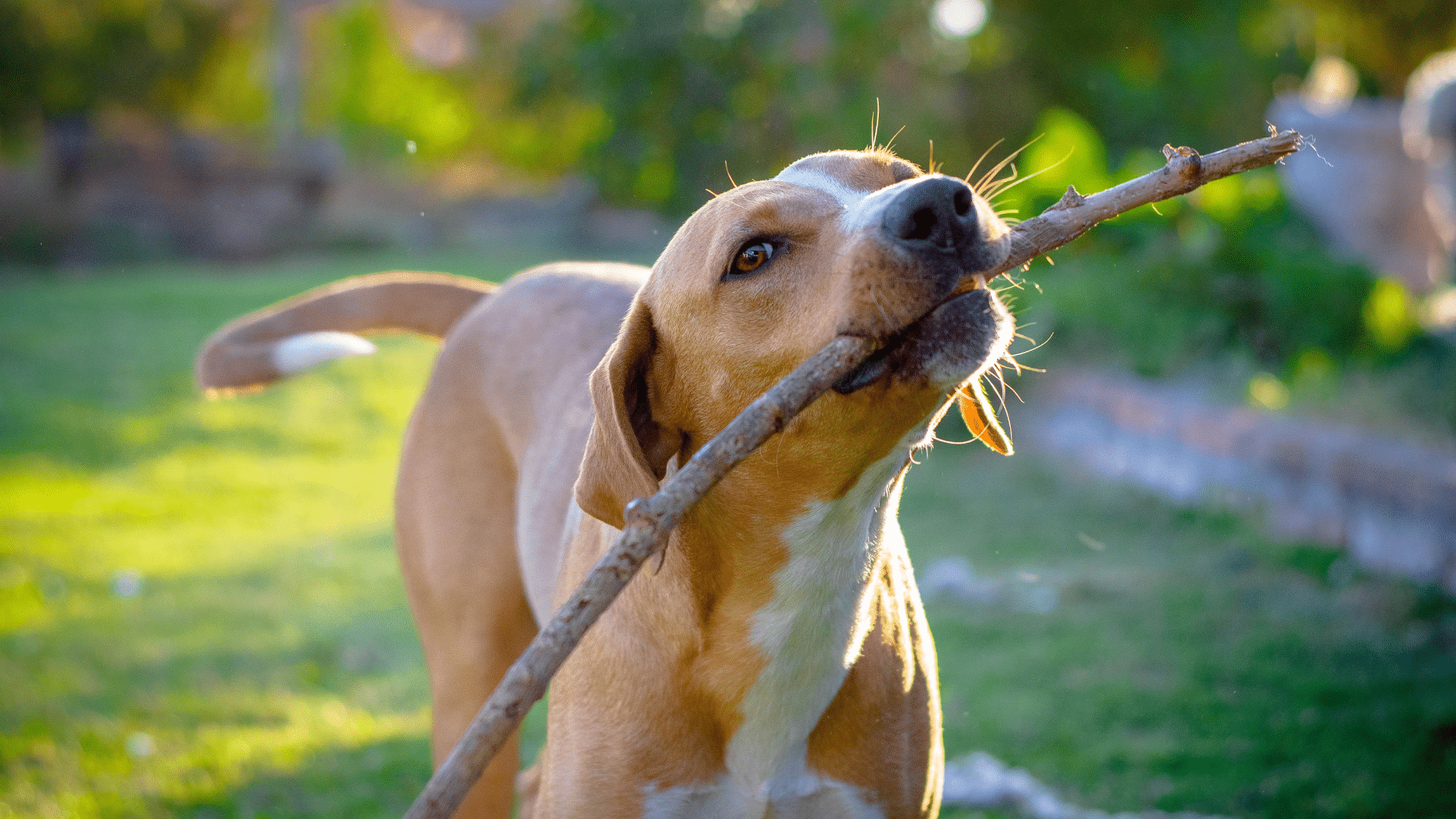Our Pet Policy