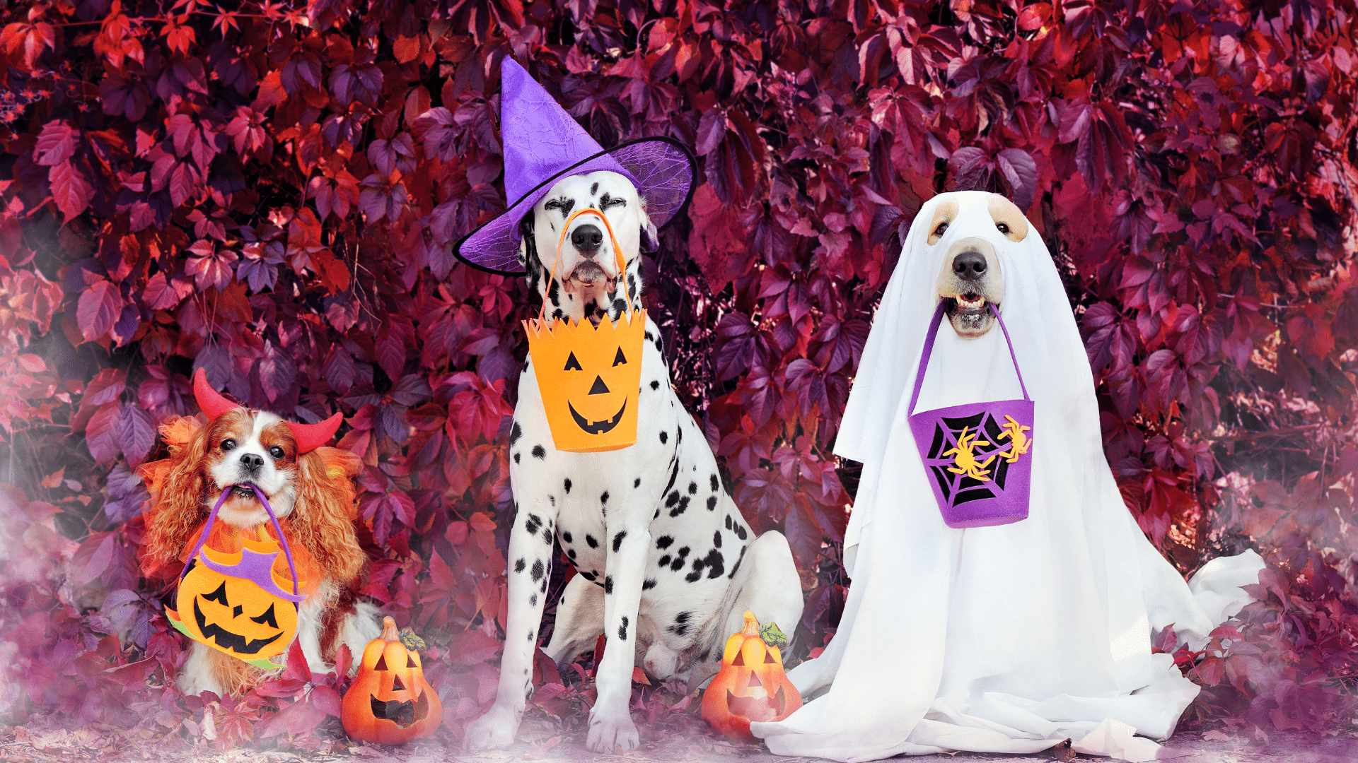 Halloween Contest!